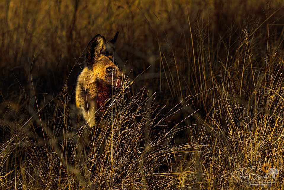 African Wild Dog - Low Light Wildlife Photography