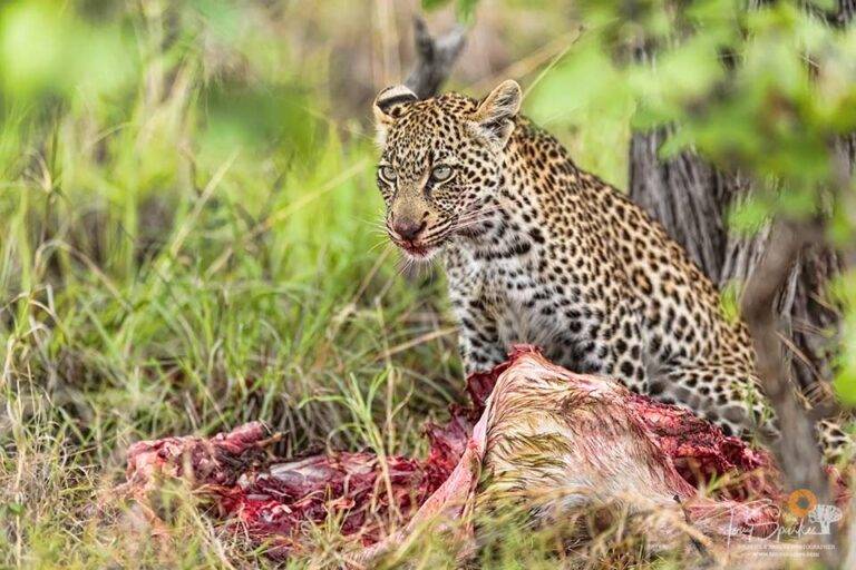 Leopard on a Kill - Low Light Wildlife Photography