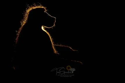 Chacma Baboon - Backlit