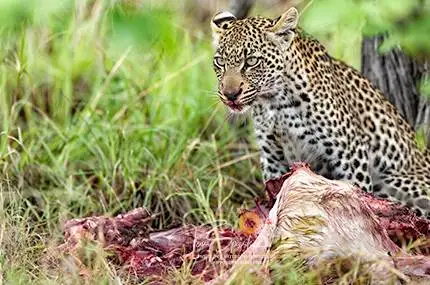 African Leopard on a Kill - Predator
