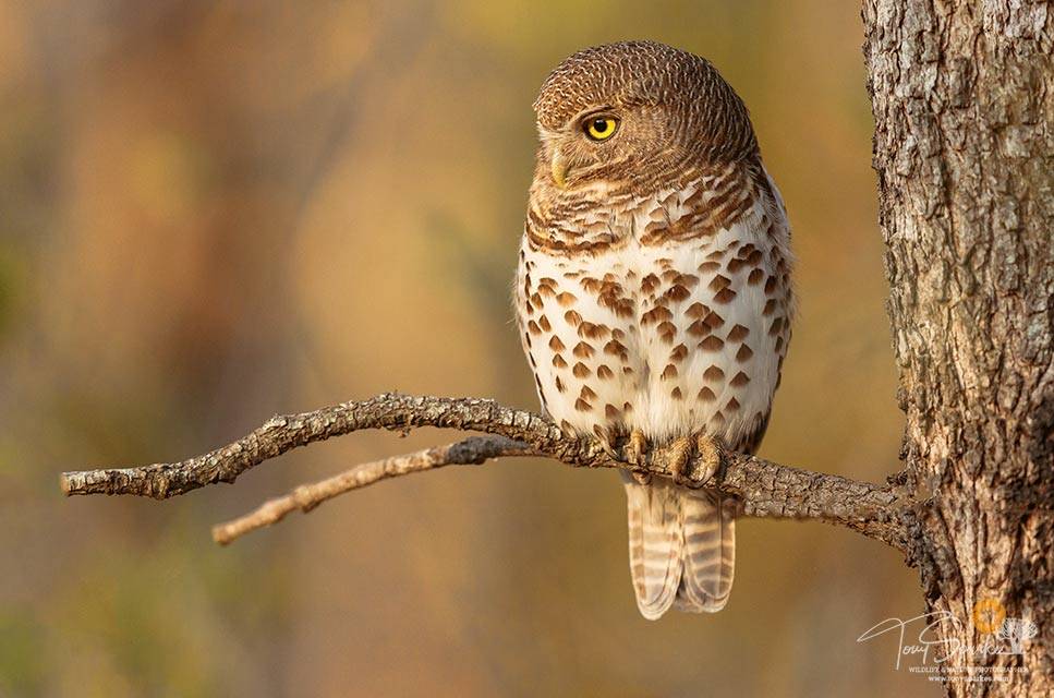 Wildlife photo tips -Barred Owlet perched on a single branch