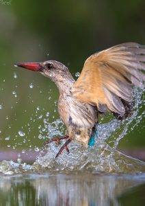 Zimanga Private Game Reserve in KZN 19 Brown-hooded Kingfisher