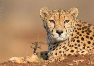 Zimanga Private Game Reserve in KZN 30 Cheetah Portrait - Zimanga