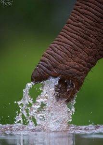 Zimanga Private Game Reserve in KZN 25 Zimanga - African Elephant tip of its trunk drinking