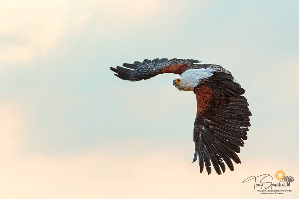 Bird in Flight - African Fish Eagle