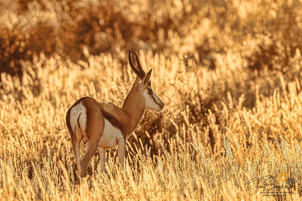 Male Springbok stood in yellow grass in sunlight