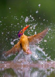 Zimanga Private Game Reserve in KZN 7 Pygmy Kingfisher Exiting the Water - Zimanga Lodge