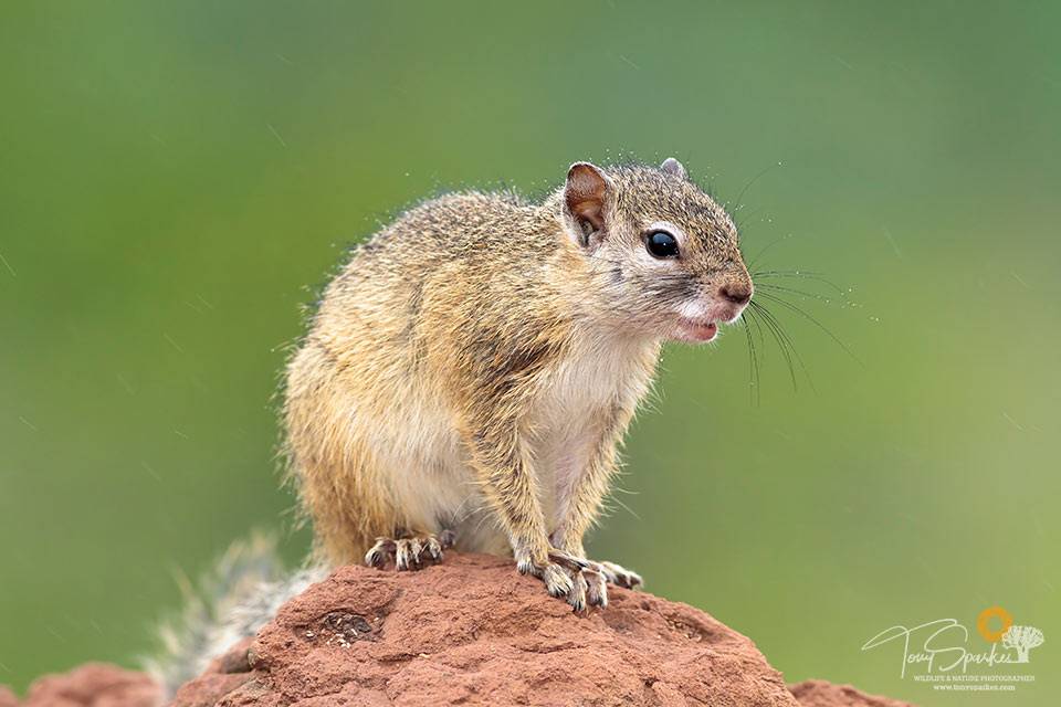 wildlife photo tips - Tree Squirrel