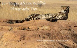 Cheetah lying on a rock - African Wildlife Photography Tips