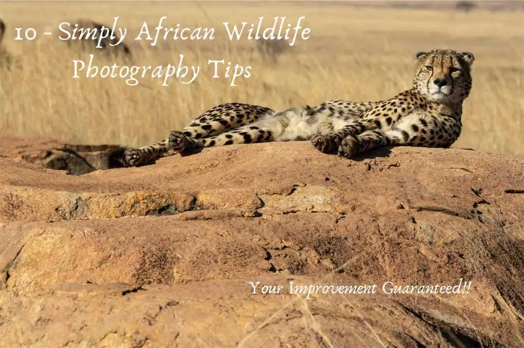 Cheetah lying on a rock - African Wildlife Photography Tips