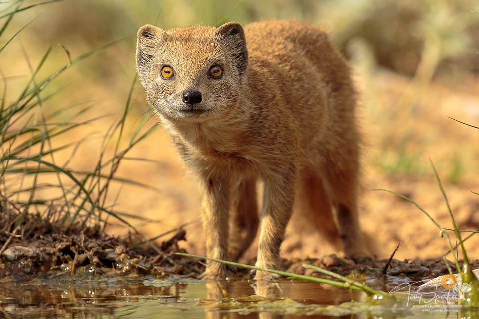 Yellow Mongoose