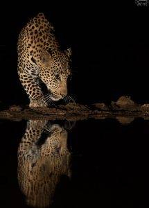 Zimanga Private Game Reserve in KZN 13 African Leopard drinking at night