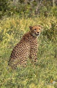 Cheetah sat on green grass - African Big Cat Photography Safari
