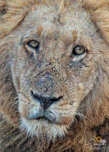 Male Lion - African Big Cat Photography Safari