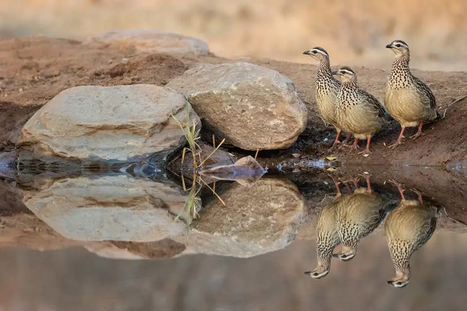 Antares Bush Camp 19 two crested Francolin by a waterhole