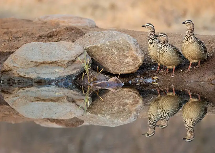 Antares Bush Camp 1 3 Crested Francolin by a waterhole - Antares Bush camp