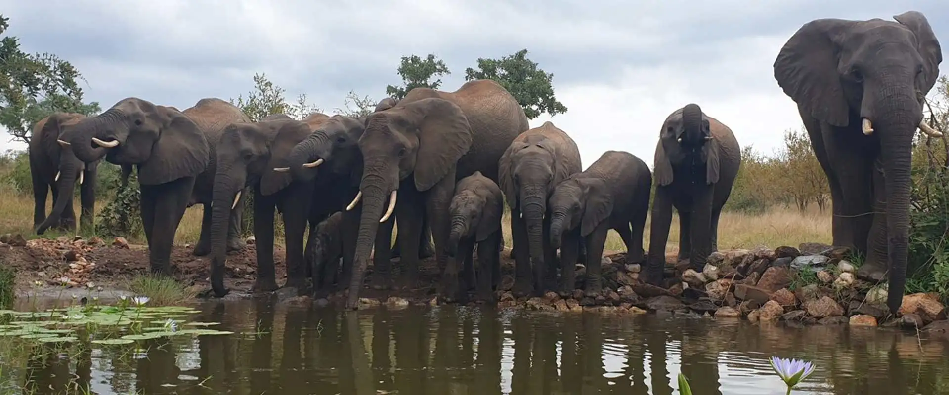 Antares Bush Camp 15 Elephants Drinking - Antares Bush Camp