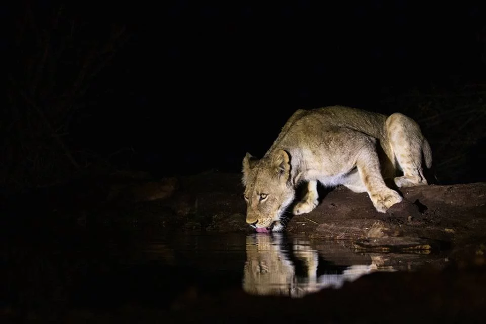 Antares Bush Camp 11 Lioness drinking from a waterhole at night - Antares Bush Camp