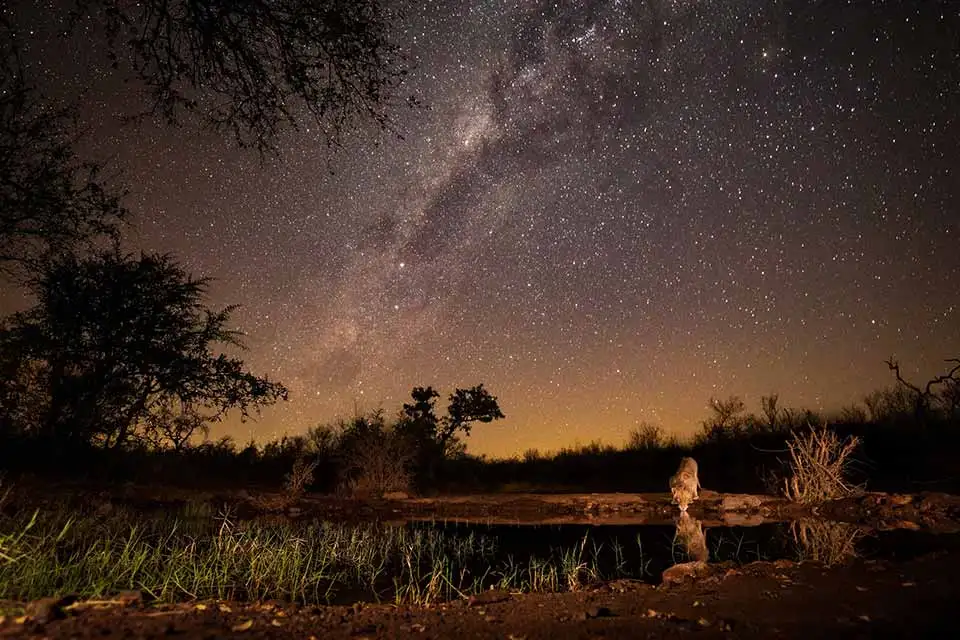 Antares Bush Camp 14 Umgede Hide - Lion Drinking at night with the milkyway