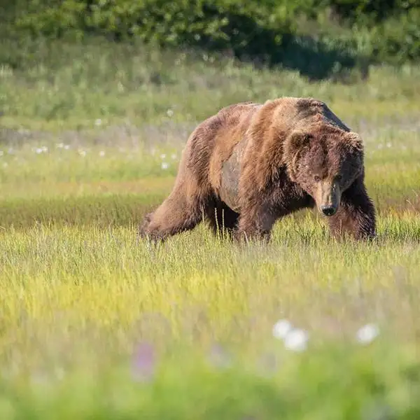 Bears of Katmai - Alaska Tours