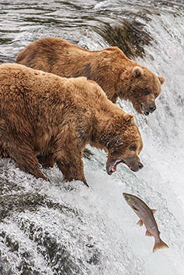Bears-of-Katmai Fishing for Salmon