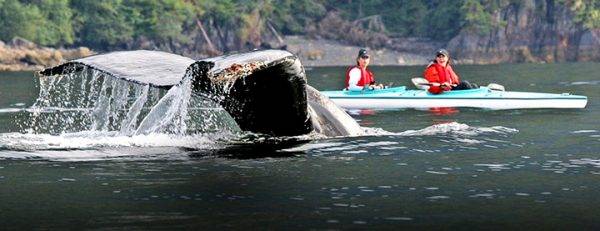Best Time to Visit Alaska people canoeing near a whales tail