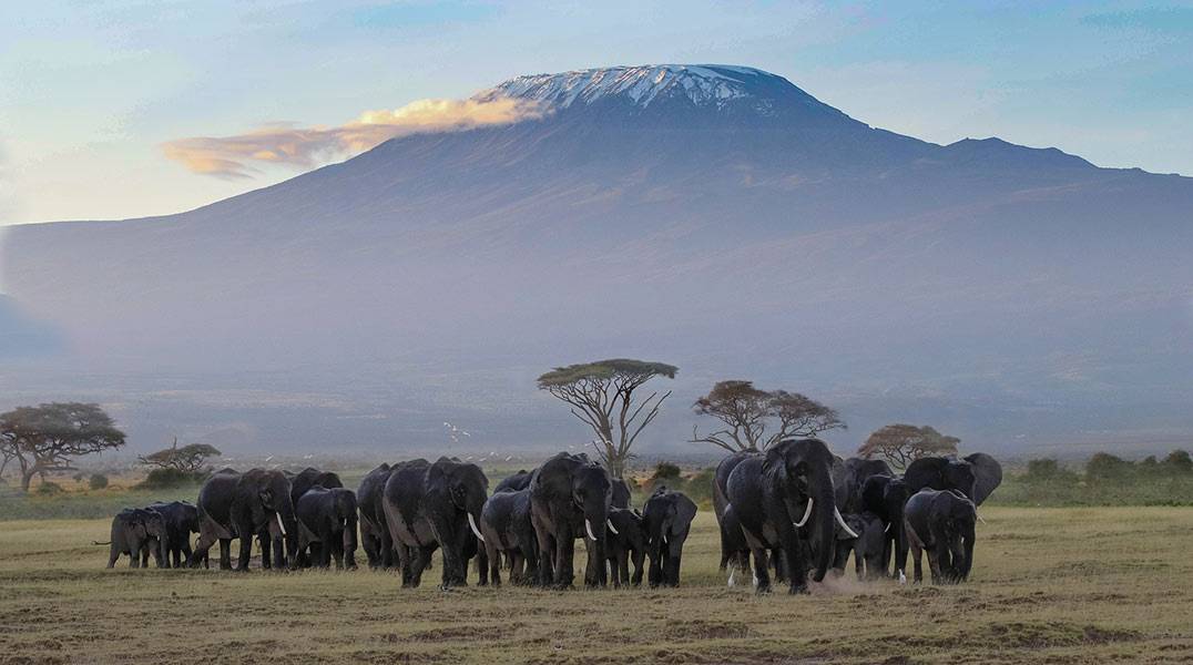 Best-Time-to-Visit-Tanzania - Elephants and view of Kilimanjaro