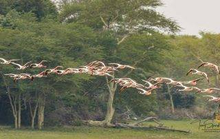 Flock of Lesser Flamingos in Flight