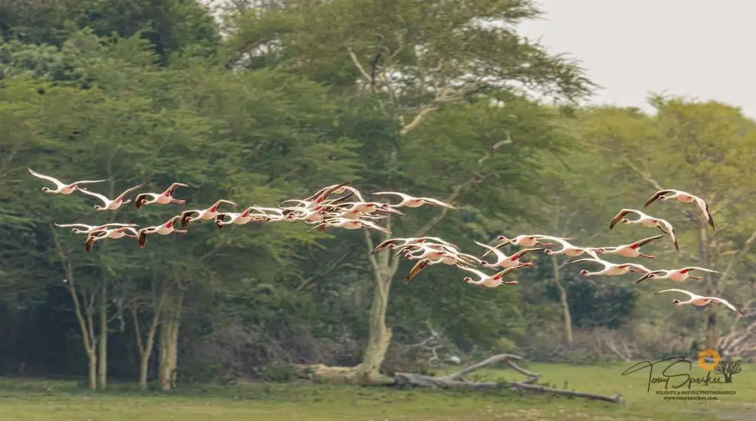 Flock of Lesser Flamingos in Flight