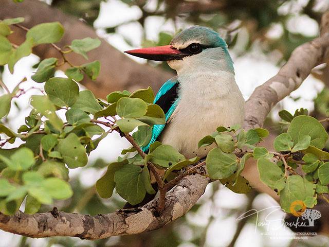 Woodland Kingfisher perched in a tree