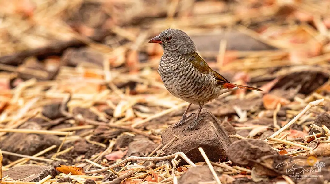 Comparing Photos Side by Side - Green Winged Pytilia - Safari Buddies Blog