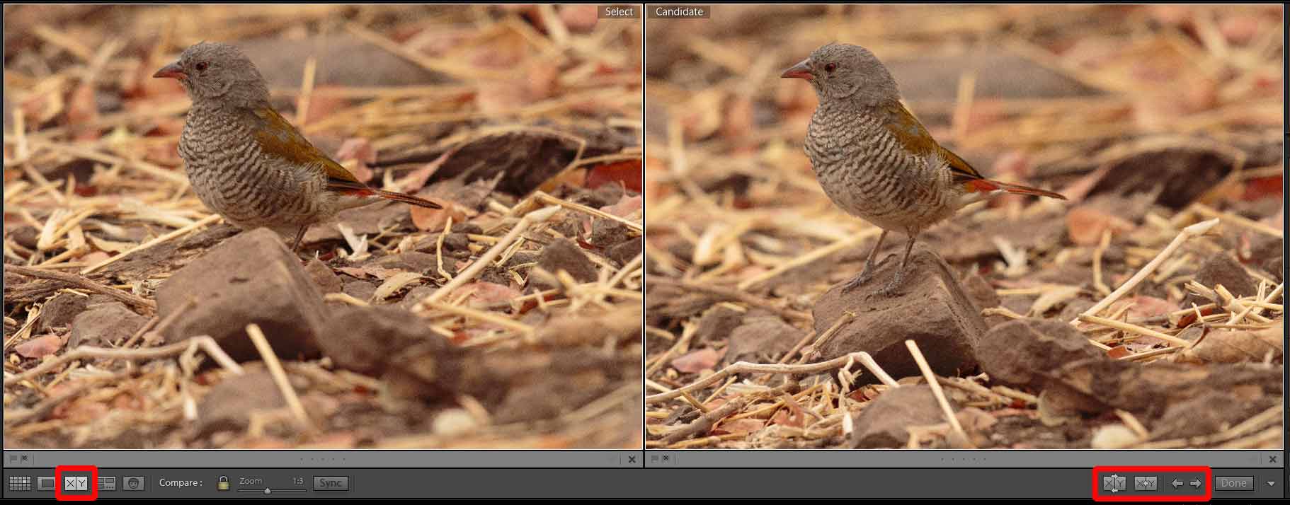 Comparing Photos Side by Side - Lightroom Interface