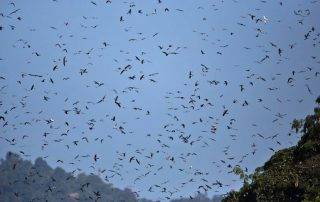 Afro-Palearctic Migrant - Flock of Amur Falcons