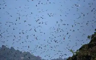 Bird Migration (Part 3) 2 Afro-Palearctic Migrant - Flock of Amur Falcons