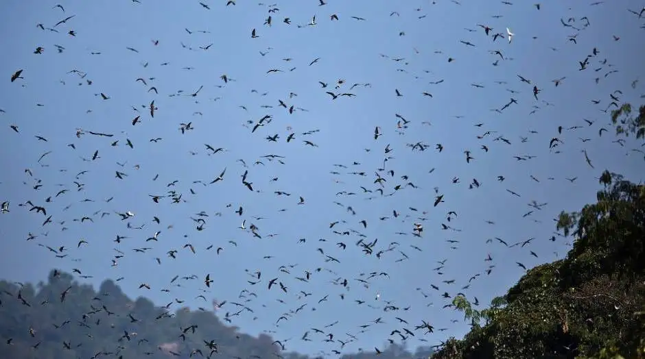 Afro-Palearctic Migrant - Flock of Amur Falcons