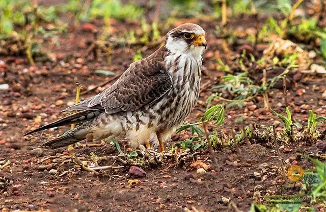 Amur Falcon Afro-Palearctic Migrant - Amur Falcon