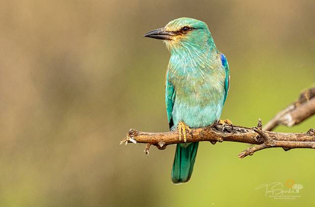 Afro-Palearctic Migrant - European Roller