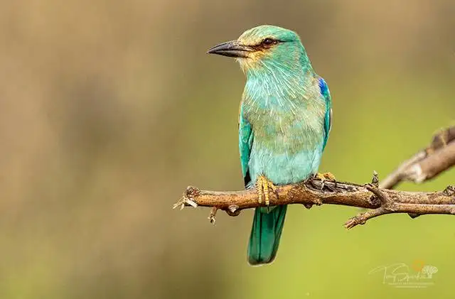European Roller Afro-Palearctic Migrant - European Roller