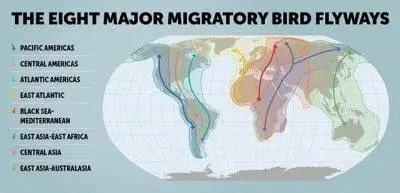Migration Flyways Afro-Palearctic Migrant - Flyways Map