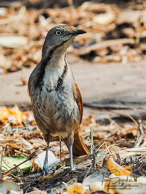 Collared Palm Thrush – South African Vagrant Bird -Migration Patterns Collared-Palm-Thrush