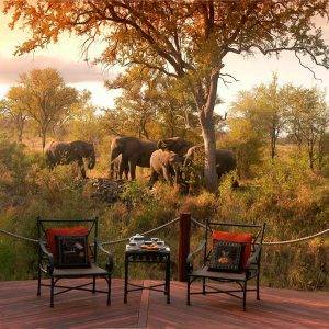 Tony Sparkes Wildlife & Photo Safaris - Hoyo-Hoyo Safari Lodge - Main Deck View Showing Elephants in the African Bush