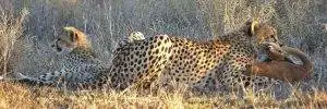 Big Cat Sabi Sand Reserve 4 Cheetah - Sabi Sand Reserve - Big Cat Photo Safari
