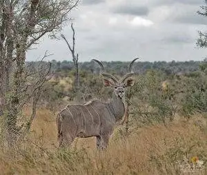 Big Cat Sabi Sand Reserve 3 Kudu - Sabi Sand Reserve - Big Cat Photo Safari