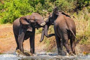 Big Cat Sabi Sand Reserve 20 Elephants - Sabi Sand Reserve - Big Cat Photo Safari