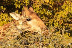 Big Cat Sabi Sand Reserve 14 Giraffe - Sabi Sand Reserve - Big Cat Photo Safari