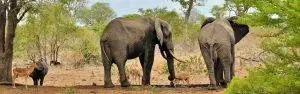 Animals around a waterhole