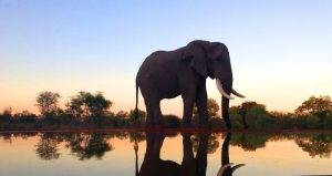 Indlovu wildlife photo safari hides - Elephant at a water hole