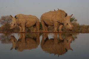 Indlovu River Lodge - 2 Rhino at a waterhole