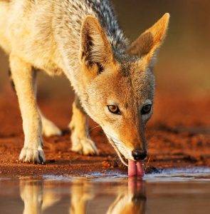 Black-backed Jackal drinking at a waterhole