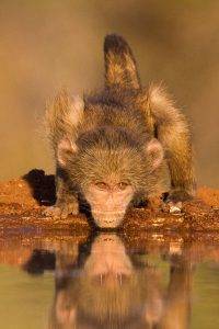 Greater Kruger Photo Safari - Baby Baboon drinking at a waterhole